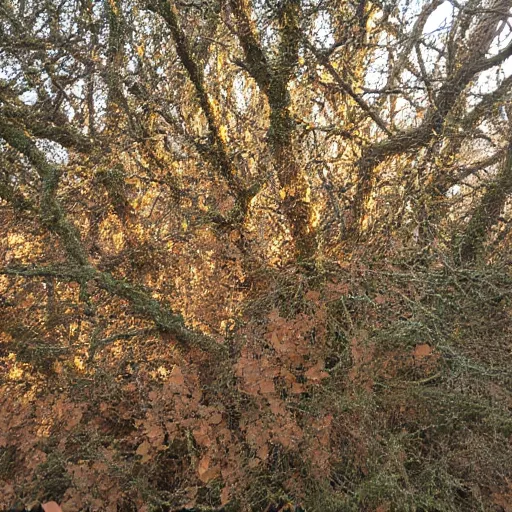 Briar name illustration