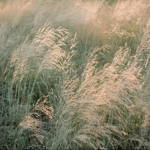 Frannie name illustration