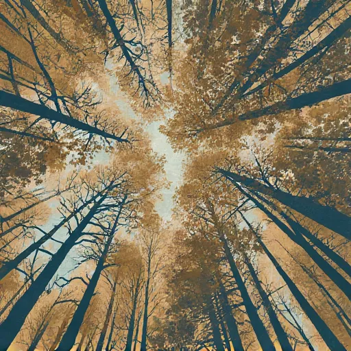 Kimmo name illustration