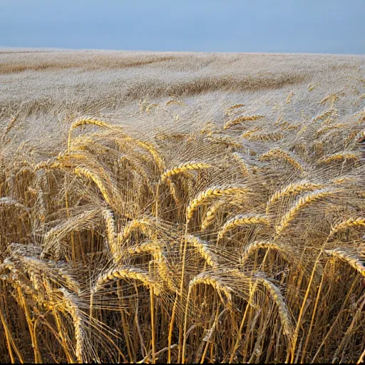 Kolya name illustration