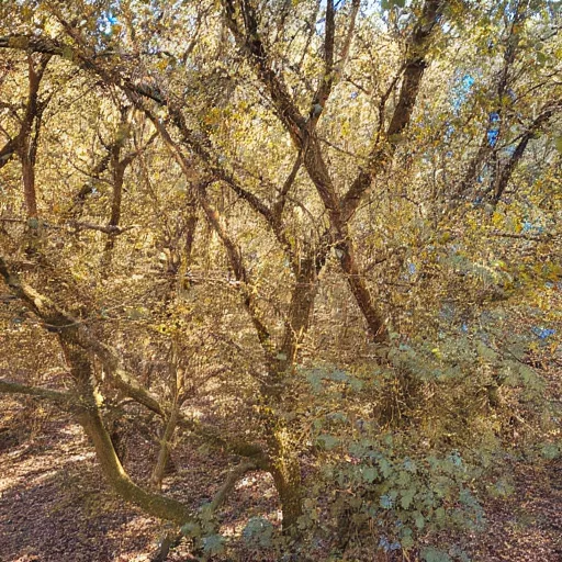 Varpu name illustration