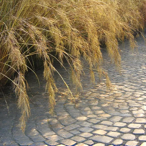 Willow name illustration